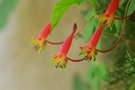 vignette Tropaeolum...pentaphyllum...-Tropaeolacees