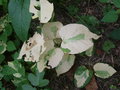 vignette Fallopia japonica Spectabilis