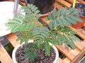 vignette albizia bonsaiii