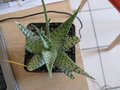 vignette Aloe rauhii cv. dorian black