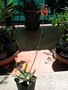 vignette Aloe rauhii cv. dorian black floraison