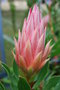 vignette Protea 'Pink Crown'