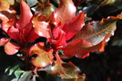 vignette Rhododendron 'Ebony Pearl'