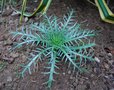 vignette Eryngium venustum / Apiaces / Mexique