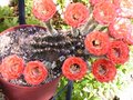 vignette echinopsis sleeping beauty