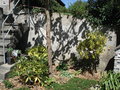 vignette rhodo sous le paulownia