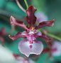 vignette Oncidium 'Sharry Baby'