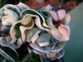 vignette hoya compacta variegata   tricolor