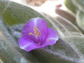 vignette tradescantia sillamontana (fleur vue de près
