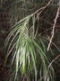 vignette Freycinetia graminifolia