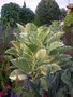 vignette Nicotiana gigantea 'Variegata'  - Tabac gant panach