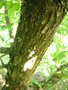 vignette Ostrya virginiana - Ostryer de Virginie, Ostryer d'Amrique