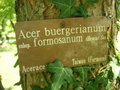 vignette Acer buergerianum susp. formosanum