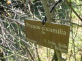 vignette Prunus cocomilia