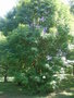 vignette Acer cissifolium