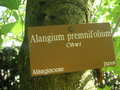 vignette Alangium premnifolium