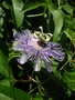 vignette Passiflora incarnata