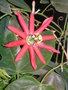 vignette Passiflora racemosa