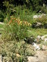 vignette Senecio bicolor ssp. nebrodensis