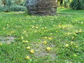vignette Parc des capellans - Jubaea chilensis (fruits)