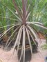 vignette Cordyline australis 'purpura' ?