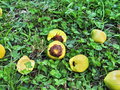 vignette Parc des capellans -Jubaea chilensis (fruits)