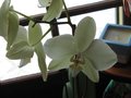 vignette Phalaenopsis au 07 09 09