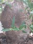 vignette Pachypodium bispinosum