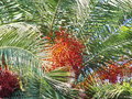 vignette Parc des capellans - Phoenix porphyrocarpa (fruits)