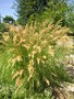vignette Calamagrostis arundinacea var. brachytricha = Stipa brachytricha = Calamagrostis brachytricha