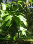 vignette Quercus imbricaria - Chne  feuilles de laurier