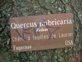 vignette Quercus imbricaria - Chne  feuilles de laurier