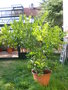 vignette citronnier vert citrus latifolia