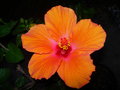 vignette Hibiscus orange