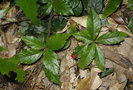 vignette Ardisia japonica