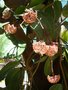 vignette Hoya polystachya ou Hoya macrophylla