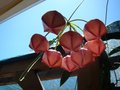 vignette Hoya archboldiana - fleurs non encore ouvertes