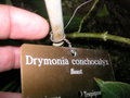 vignette Drymonia conchocalyx