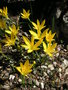 vignette Sternbergia lutea ssp. sicula = Stenbergia sicula