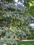 vignette Ehretia dicksonii - Cabrillet  grandes feuilles