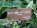 vignette Diervilla rivularis - Diervill des ruisseaux