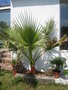 vignette 2009 washingtonia mai