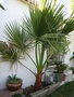 vignette 2009 washingtonia septembre