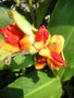 vignette Hedychium horsfieldii = Brachychilum horsfieldii