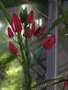 vignette Pavonia multiflora