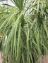 vignette Cordyline australis