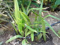 vignette rhapidophyllum hystrix