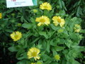 vignette Gaillardia x grandiflora 'Mesa Yellow'