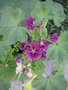 vignette Malva sylvestris var mauritiana