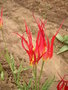 vignette Tulipa acuminata